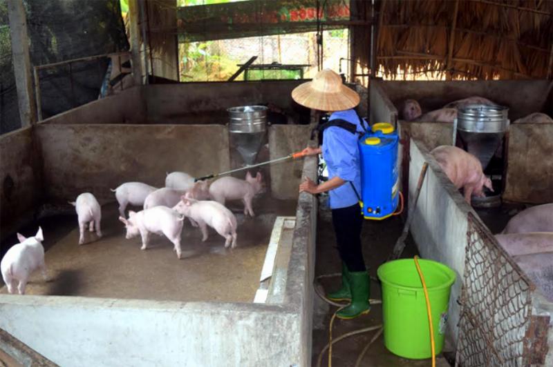 Hình ảnh một người đang vệ sinh và khử trùng chuồng nuôi chó, minh họa tầm quan trọng của vệ sinh môi trường